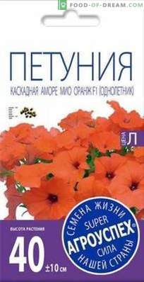 Overview of Amore Mio, a cascade petunia from Agrousp, description and recommendations for ...
