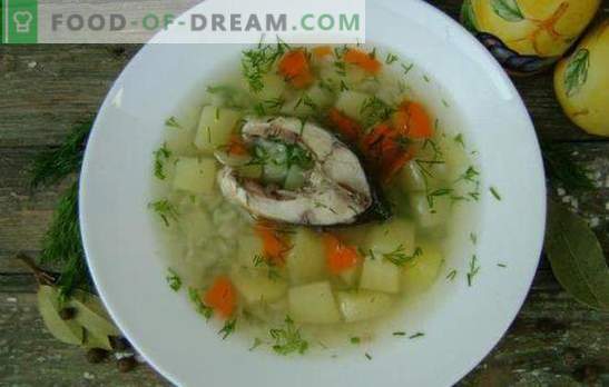 Soupe de poisson à la carpe - un premier plat parfumé et sain. Recettes de soupe à la carpe: classique, avec du jaune, du mil, de l'orge, etc.