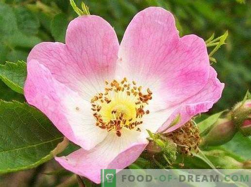 Rose musquée - bouillon curatif