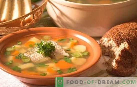La soupe à la perche est une délicieuse soupe à la maison. Comment cuire une oreille d'une perche: secrets, recettes, conseils